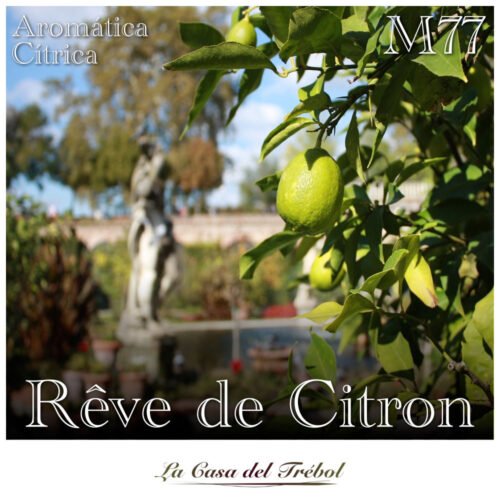 M77 -Rêve de Citron