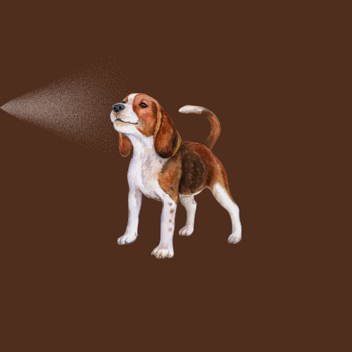 Perfume Mascotas Limpio